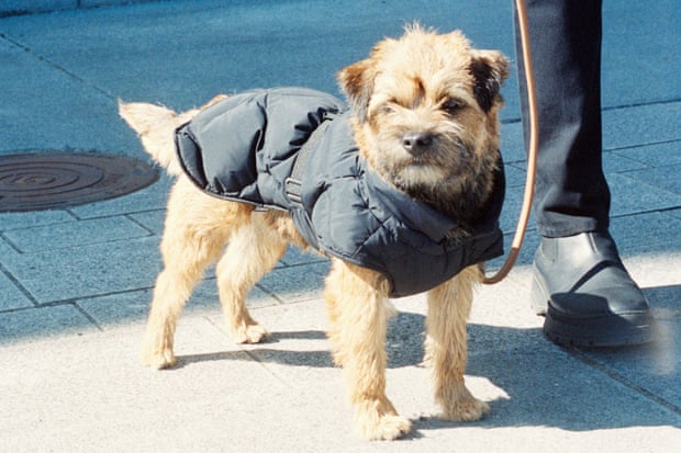 How much is that doggie coat in the window The rise of pet fashion