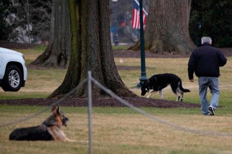 Bidens mourn loss of their pet dog Champ